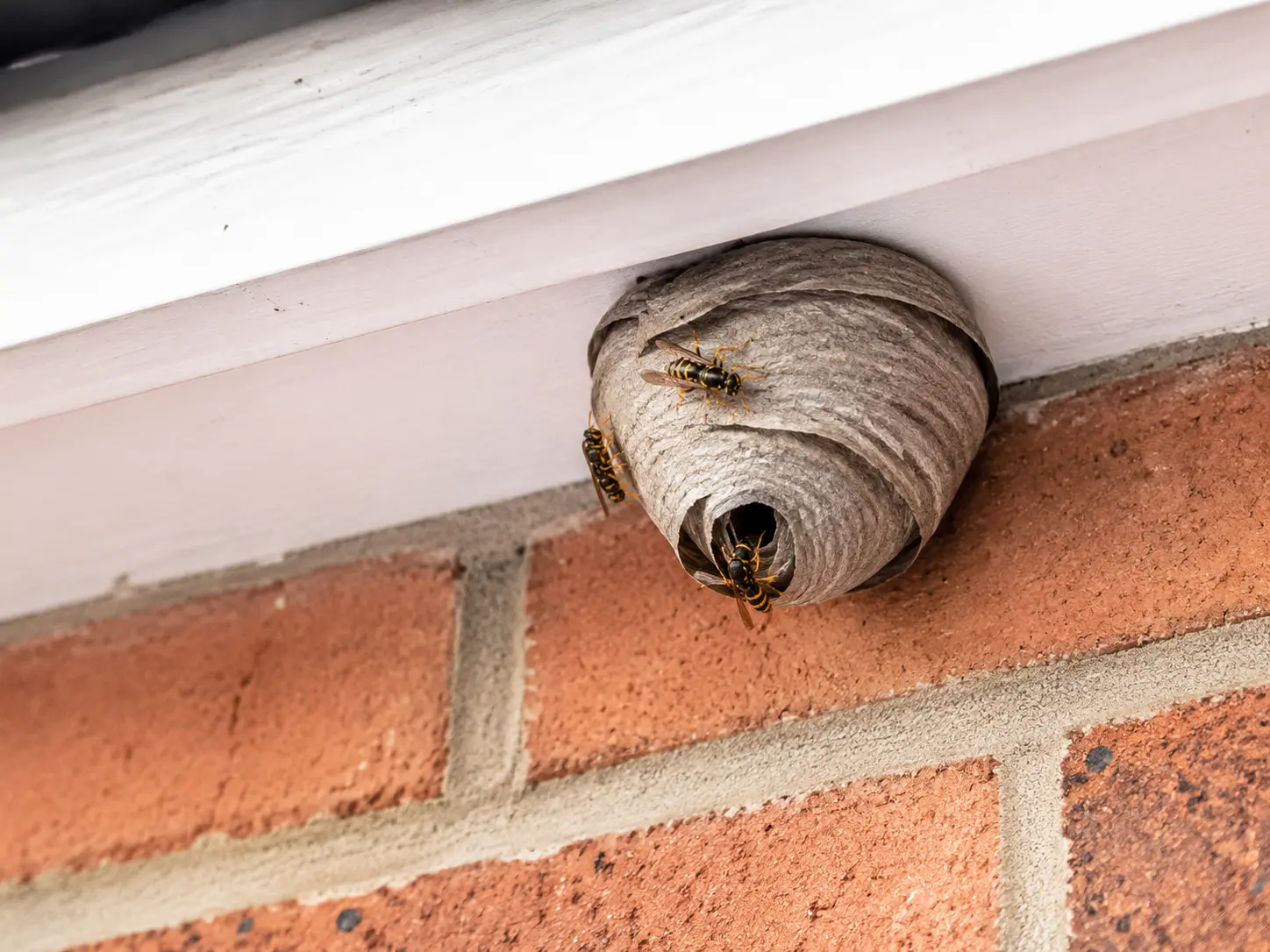 Wasp nest beneath the eaves of a brick house.